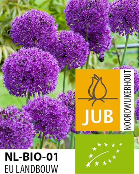 Allium purple sensation.jpg